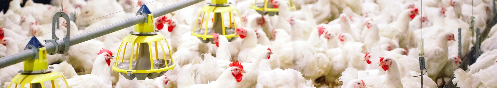 Aves 1680x300.png Aves 1680x300.png