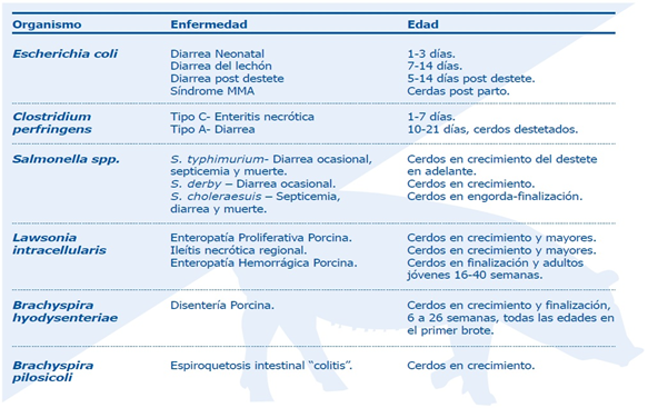 Bacterias entéricas comunes y enfermedades.png