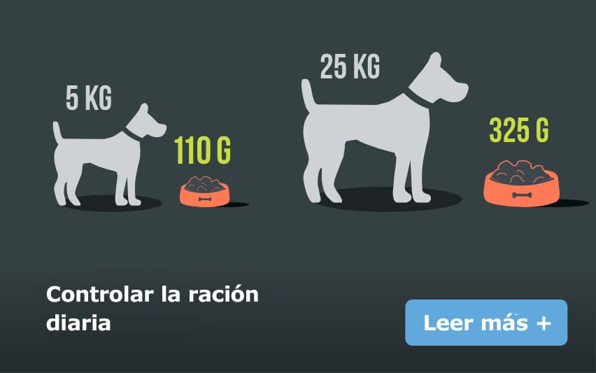 racion-diaria-perro.jpg